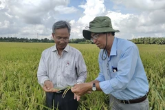 Thầy Huỳnh Quang Tín hướng dẫn nông dân lựa chọn lúa giống. (Ảnh: Huỳnh Phúc Hậu/ TTXVN) 