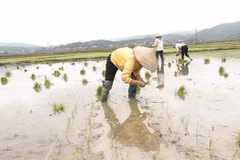 (Nguồn: TTXVN)