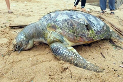 Xác rùa biển tại bãi Trước, thành phố Vũng Tàu. (Ảnh: Đoàn Mạnh Dương/TTXVN)