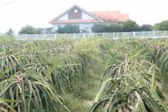 Hàng ngàn hecta thanh long bỏ hoang, hư hại ở huyện Châu Thành, tỉnh Long An. (Ảnh: Bùi Giang/TTXVN)