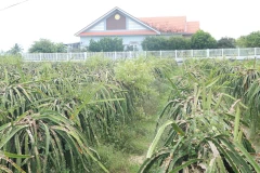 Hàng ngàn hecta thanh long bỏ hoang, hư hại ở huyện Châu Thành, tỉnh Long An. (Ảnh: Bùi Giang/TTXVN)