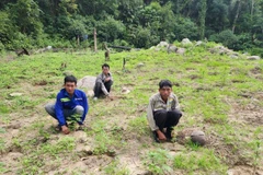 Ba đối tượng trồng 900 cây cần sa trái phép trên Núi Bể ở Bình Thuận. (Nguồn: Công an cung cấp) 