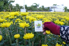 Hoa cúc Ninh Giang được đăng ký thương hiệu. (Ảnh: Đặng Tuấn/TTXVN) 