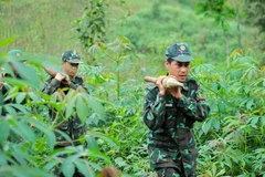 Các cán bộ, chiến sỹ, nhân viên Công ty trách nhiệm hữu hạn một thành viên xử lý bom, mìn, vật nổ 319 đã thu được trên 3.300 bom, đạn, vật nổ. (Ảnh: Nam Thái/TTXVN)