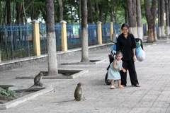 Ngành kiểm lâm cảnh báo người dân không nên đến gần khỉ để tránh nguy hiểm do khỉ tấn công. (Ảnh: Giang Phương/TTXVN)