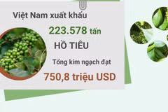 Xuất khẩu hồ tiêu đạt 750,8 triệu USD trong 10 tháng năm 2023