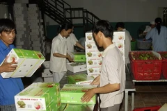 Đóng gói thanh long để xuất khẩu. (Ảnh: Anh Tuấn/TTXVN)