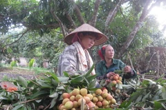 Người dân thu hoạch vải. (Ảnh: Dương Trí/TTXVN)