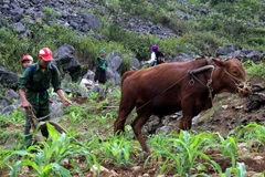 (Ảnh minh họa: Đỗ Bình/TTXVN)
