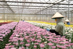 Công nhân Công ty TNHH Dalat Hasfarm làm việc tại trang trại ở Đạ Ròn (huyện Đơn Dương). (Ảnh: Nguyễn Dũng/TTXVN)