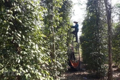 Thu hoạch tiêu tại huyện Bù Đốp, thủ phủ hồ tiêu trên địa bàn tỉnh Bình Phước. (Ảnh: K GỬIH/TTXVN)