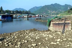 Các hộ nuôi cá lồng đang bị ảnh hưởng do nước sông Lô cạn. (Ảnh: Vũ Quang/TTXVN)