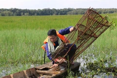 Du khách trải nghiệm một ngày làm nông dân miền Tây. (Ảnh: Chương Đài/TTXVN)