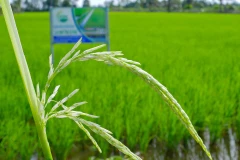 (Nguồn: baocamau.com.vn)