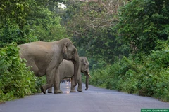 (Nguồn: wti.org.in)