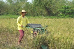 Nông dân Philippines thu hoạch lúa gạo.
