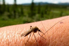 Ảnh chỉ có tính minh họa. (Nguồn: Thinkstock.com)