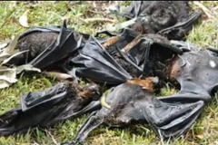 "Mưa" dơi chết gây cảnh tượng kinh hoàng ở Australia