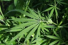 Ảnh chỉ có tính minh họa. (Nguồn: Wiki Commons)