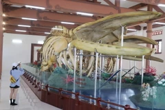 Hai bộ xương cá Voi có chiều dài trên 22m và 18m được phục dựng phục vụ du khách tham quan ở huyện đảo Lý Sơn. (Ảnh: Phạm Cường/TTXVN)