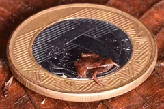 (Ảnh: Renato Gaiga)