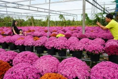 Du khách tham quan, chụp ảnh tại Tổ hợp tác hoa, kiểng khóm Tân An, phường An Hòa, thành phố Sa Đéc. (Ảnh: Nhựt An/TTXVN)