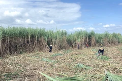 Nông dân Phú Yên thu hoạch mía. (Ảnh: Tường Quân/TTXVN)