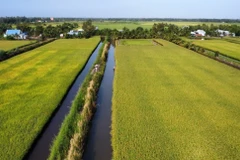 Thắng lợi kép từ vụ lúa-tôm, nông dân Kiên Giang phấn khởi