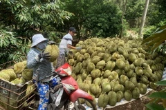 Thu hoạch sầu riêng sản xuất theo hướng hữu cơ. (Ảnh: Hồng Đạt/TTXVN)