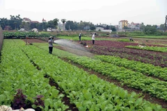 Nông dân chăm sóc rau tại vùng sản xuất rau chuyên canh huyện Hoài Đức, thành phố Hà Nội. (Ảnh: Vũ Sinh/TTXVN)