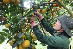 Cam giòn Thượng Lộc. (Ảnh: Hoàng Ngà/ TTXVN)