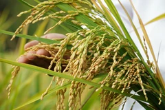 Một giống lúa mới. (Ảnh: Thu Hiền/TTXVN)