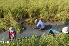 Mô hình kết hợp giữa cây lúa-con tôm không chỉ giúp nông dân nâng cao thu nhập mà còn tạo môi trường thuận lợi cho tôm nuôi phát triển tốt. (Ảnh: TTXVN phát)