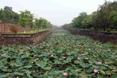Hoa sen bung nở ở quanh khu vực Đại Nội, cố đô Huế. (Ảnh: Đỗ Trưởng/TTXVN)