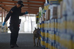 Cảnh sát Eucador kiểm tra số ma túy được giấu trong các hộp chuối tại cảng Guayaquil. (Ảnh: AFP/TTXVN)