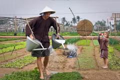 Du khách trải nghiệm tại làng rau Trà Quế, Hội An, tỉnh Quảng Nam. (Ảnh: TTXVN phát)