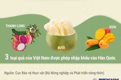 Hàn Quốc chính thức cấp phép nhập khẩu quả bưởi tươi của Việt Nam
