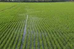 Khu vực cấp mã vùng trồng lúa ở xã Mỹ Đông, huyện Tháp Mười (Đồng Tháp). (Ảnh: Nguyễn Văn Trí/TTXVN)