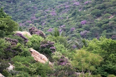 Hoa bằng lăng rừng nở tạo thành khung cảnh thiên nhiên thơ mộng và đầy sức sống. (Ảnh: Nguyễn Thành/ TTXVN)