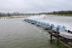Nuôi tôm công nghiệp. (Ảnh: Hồ Cầu/TTXVN)