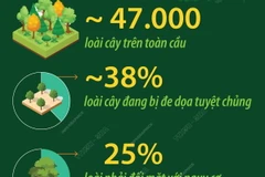 Nhiều loài cây trên toàn cầu đứng trước nguy cơ tuyệt chủng 