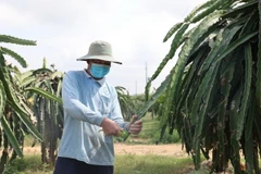 Ông Nguyễn Văn Chương, ngụ xã Bông Trang, huyện Xuyên Mộc tỉa trái để dưỡng cây thanh long chờ sản xuất nghịch vụ. (Ảnh: Hoàng Nhị/ TTXVN)