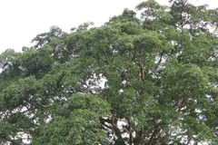 Cây đa hơn 500 tuổi ở Lai Châu - Cây Di sản Việt Nam 