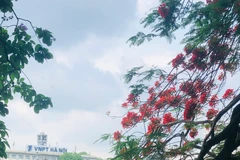 Tháng Năm rợp trời hoa phượng đỏ