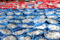 Dày đặc những giỏ cá tại Cảng cá Cà Ná (huyện Thuận Nam) sắp được chuyển đi chế biến. (Ảnh: Công Thử/TTXVN)