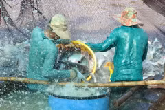 Thu hoạch cá tra tại vùng nuôi ở huyện Tam Nông (Đồng Tháp). (Ảnh: Nguyễn Văn Trí/TTXVN)