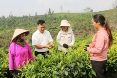 Anh Lồ Củi Dùng, Phó Chủ tịch Ủy ban Nhân dân xã Thanh Bình, huyện Mường Khương hướng dẫn người thu hái chè búp. (Nguồn: Báo Lào Cai)