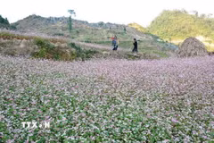 Cánh đồng hoa tam giác mạch. (Nguồn: TTXVN)