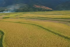 Cánh đồng Mường Than vào mùa gặt. (Ảnh: Nguyễn Oanh/TTXVN)