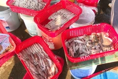 Mực được bà con ngư dân Hà Tĩnh chia thành nhiều loại theo kích cỡ và có giá bán khác nhau. (Ảnh: Hữu Quyết/ TTXVN)